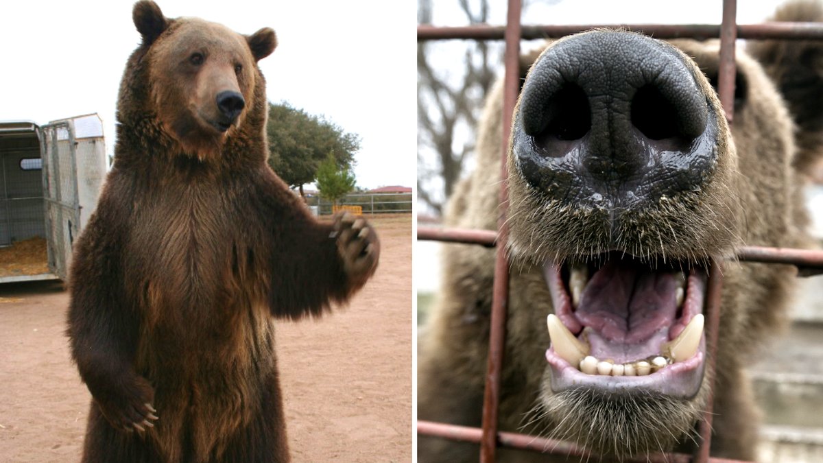 Har du undrat hur det ser ut inuti en grizzlybjörns mun?